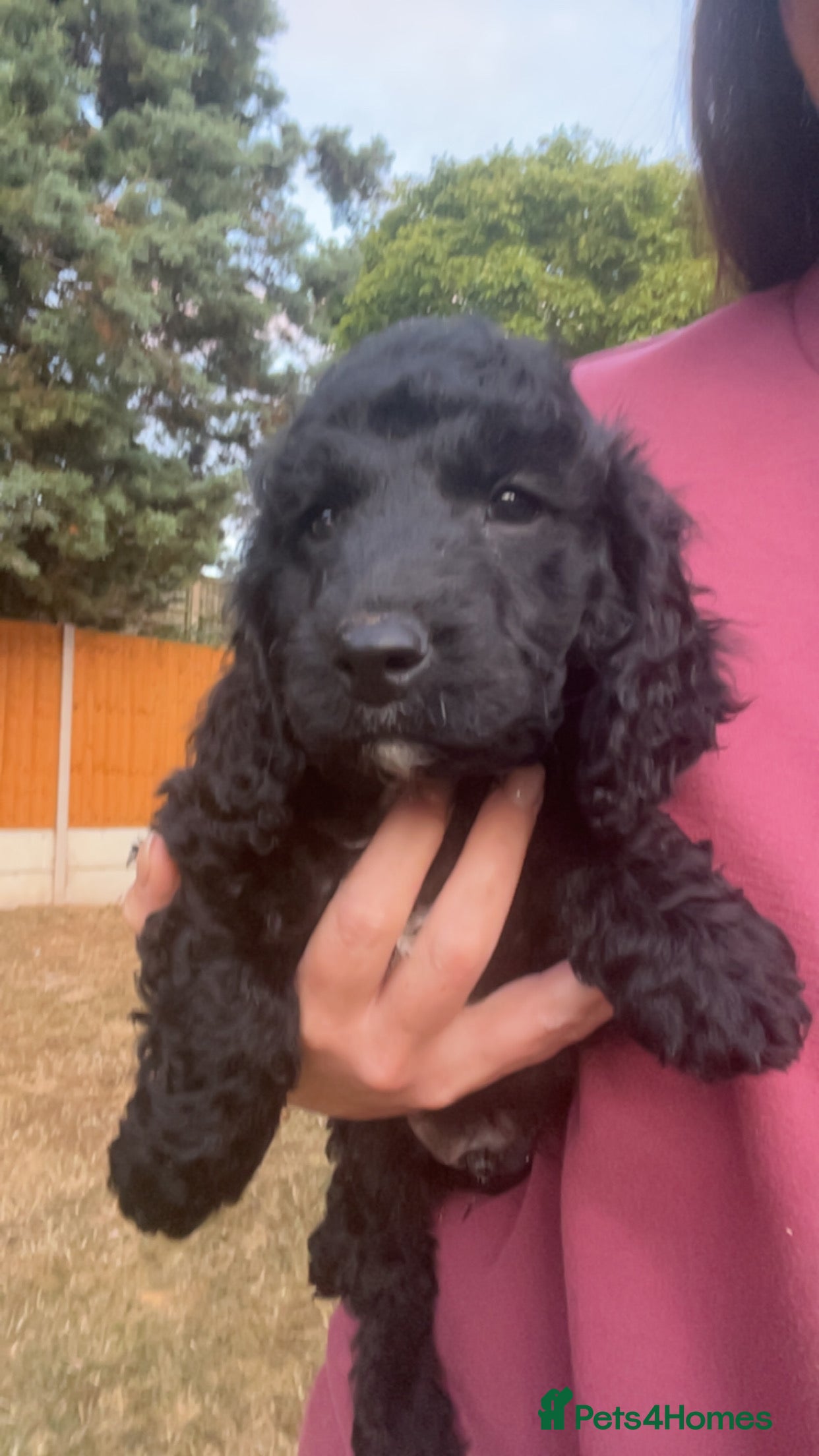 Cockapoo dogs Stunning Cockapoo Puppies 3 boys left ready now 🥰 - Advert 2
