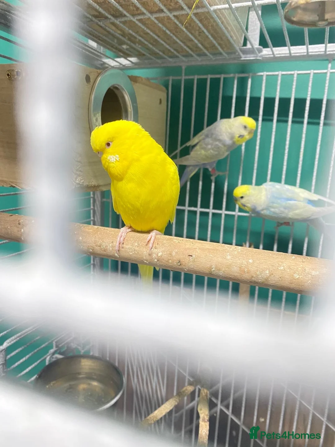 Budgerigars birds for sale: Female budgie in Batley - Advert 2