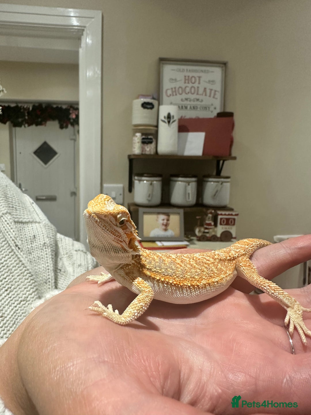 Bearded Dragon reptiles for sale: Bearded Dragon for Sale - Image 8
