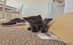 Mixed Breed cats for sale: Super friendly, fluffy kittens! 😻 - Image 16