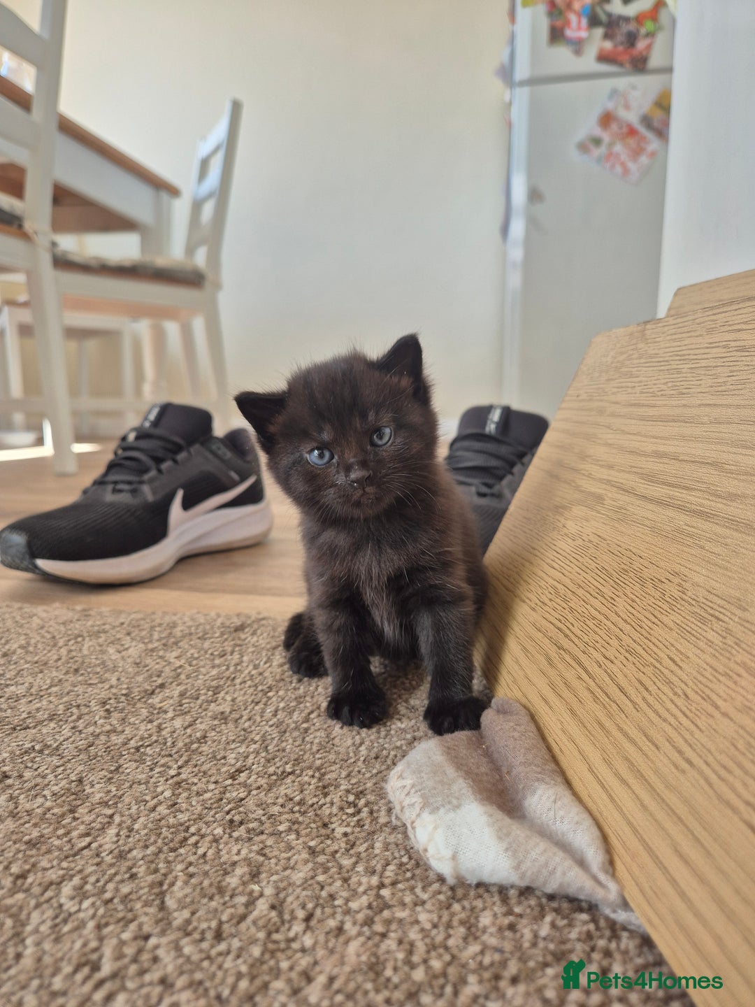 Mixed Breed cats for sale: Super friendly, fluffy kittens! 😻 - Image 16