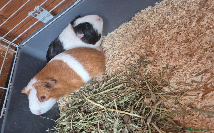 Guinea Pig rodents - Advert 16