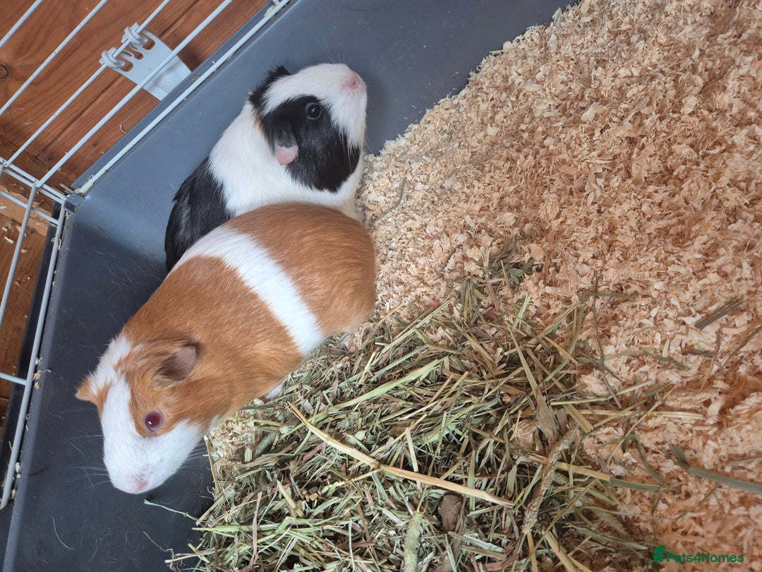 Guinea Pig rodents for sale: X2 guinea pigs for sale  - Image 1