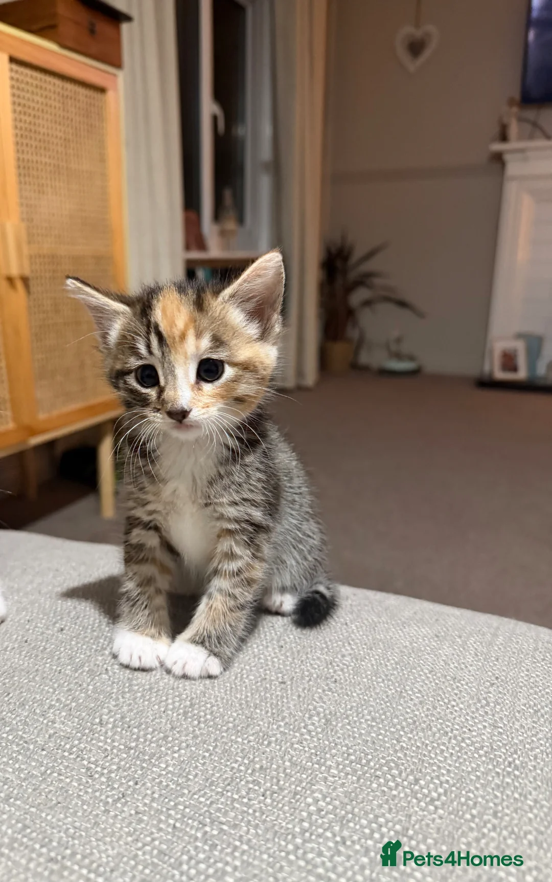 Mixed Breed cats for sale: Beautiful Girl - Advert 2