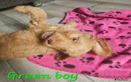 Cockapoo dogs for sale: Beautiful F2 cockapoos  - Image 7