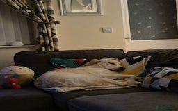 Golden Retriever dogs for sale: Golden retriever 10 months old - Advert 3