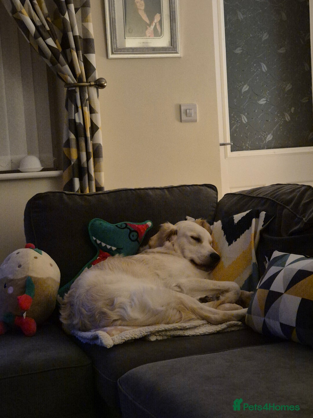 Golden Retriever dogs for sale: Golden retriever 10 months old - Advert 3