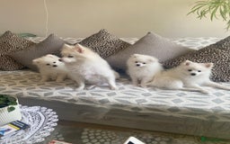 Pomeranian dogs for sale: Lovely Pomeranian - Image 2