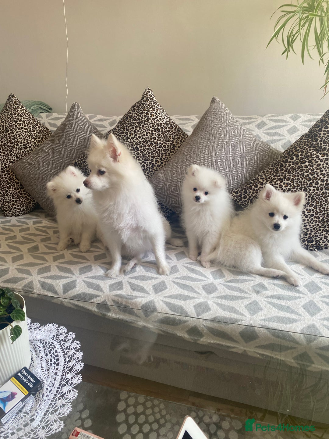 Pomeranian dogs for sale: Lovely Pomeranian - Image 2