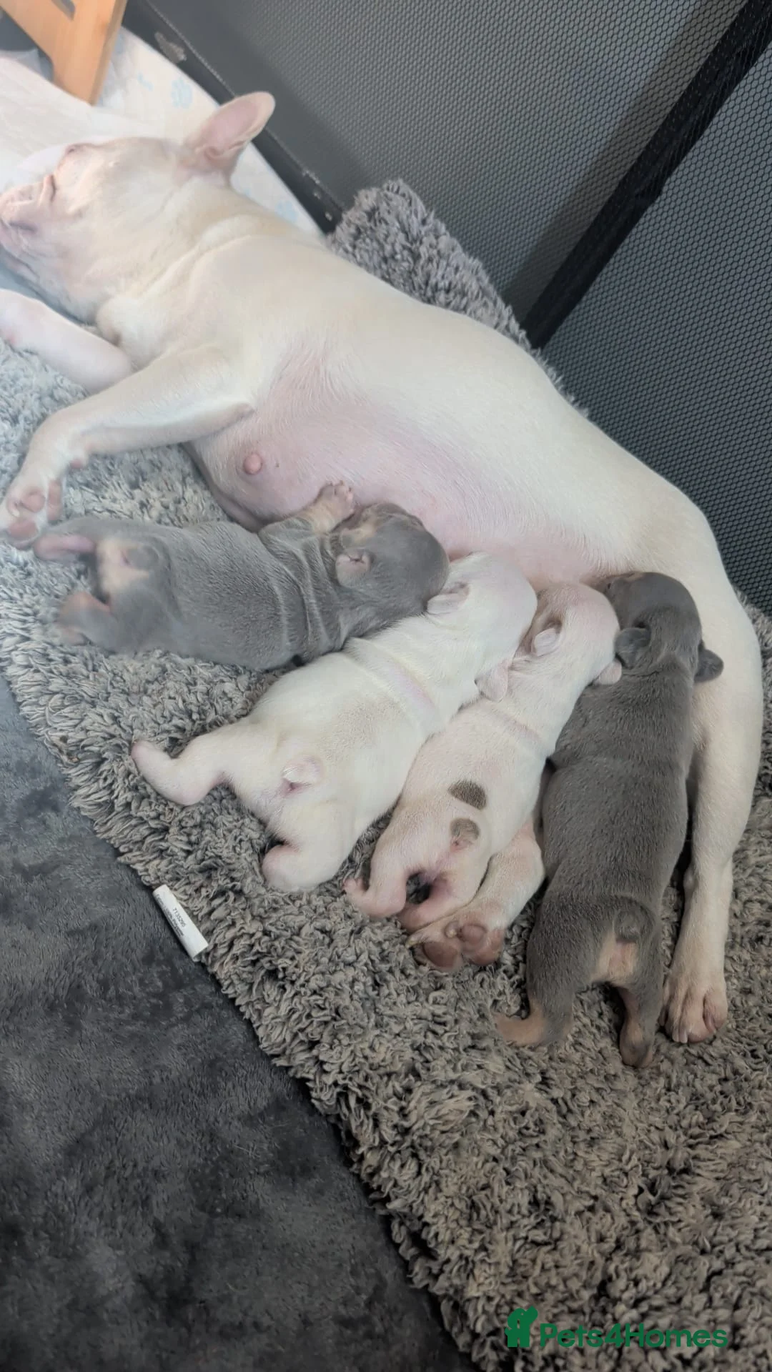 French Bulldog dogs for sale: Grey tri merle  - Advert 2
