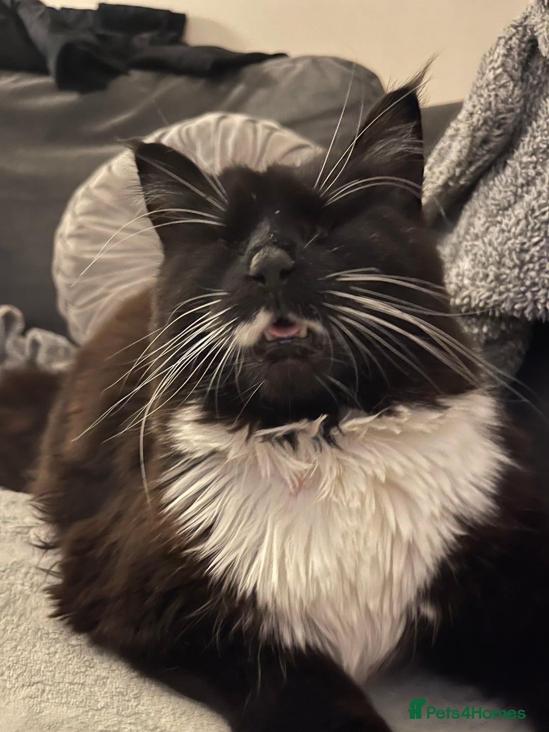 British Longhair cats for sale: 4 year old blind stick needs a new home - Advert 7