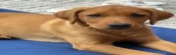 Labrador Retriever dogs for sale: 2 Girls available  - Advert 3