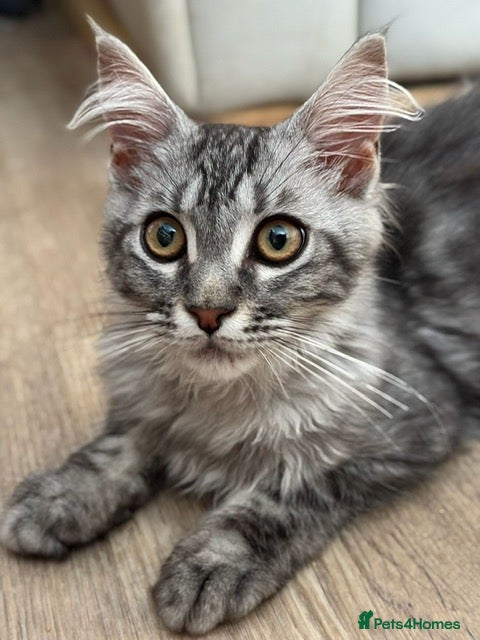 Maine Coon cats Beautiful GCCF Registered Maine Coon Kittens - Advert 2