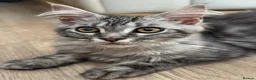 Maine Coon cats for sale: Beautiful GCCF Registered Maine Coon Kittens - Advert 2