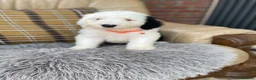 Old English Sheepdog dogs for sale: Old English sheep dog puppies  - Advert 19