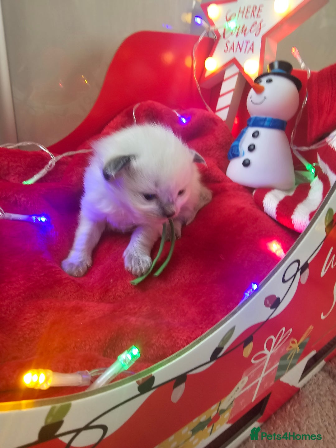 Ragdoll cats for sale: 8 beautiful ragdolls ready for Christmas 🎁 - Advert 28