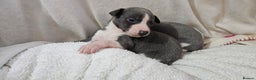 Whippet dogs for sale: KENNEL CLUB WHIPPETS  - Advert 12