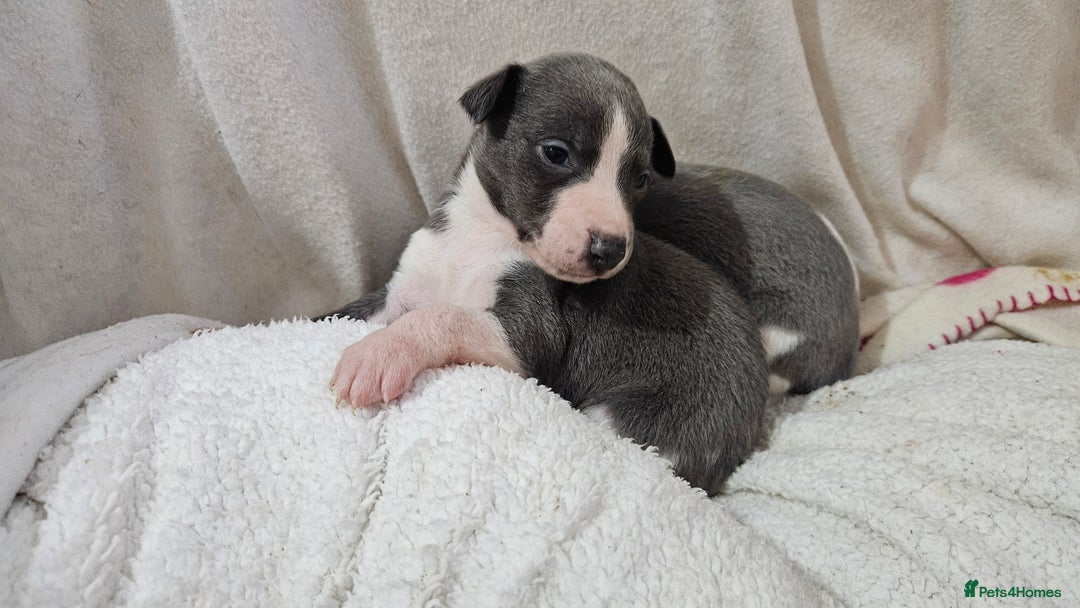 Whippet dogs for sale: KENNEL CLUB WHIPPETS  - Advert 12