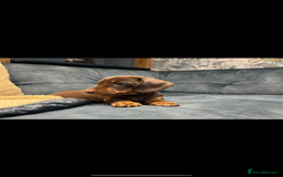 Miniature Dachshund dogs for sale: Available puppies at DELLM DAXIES 🐶 - Image 4