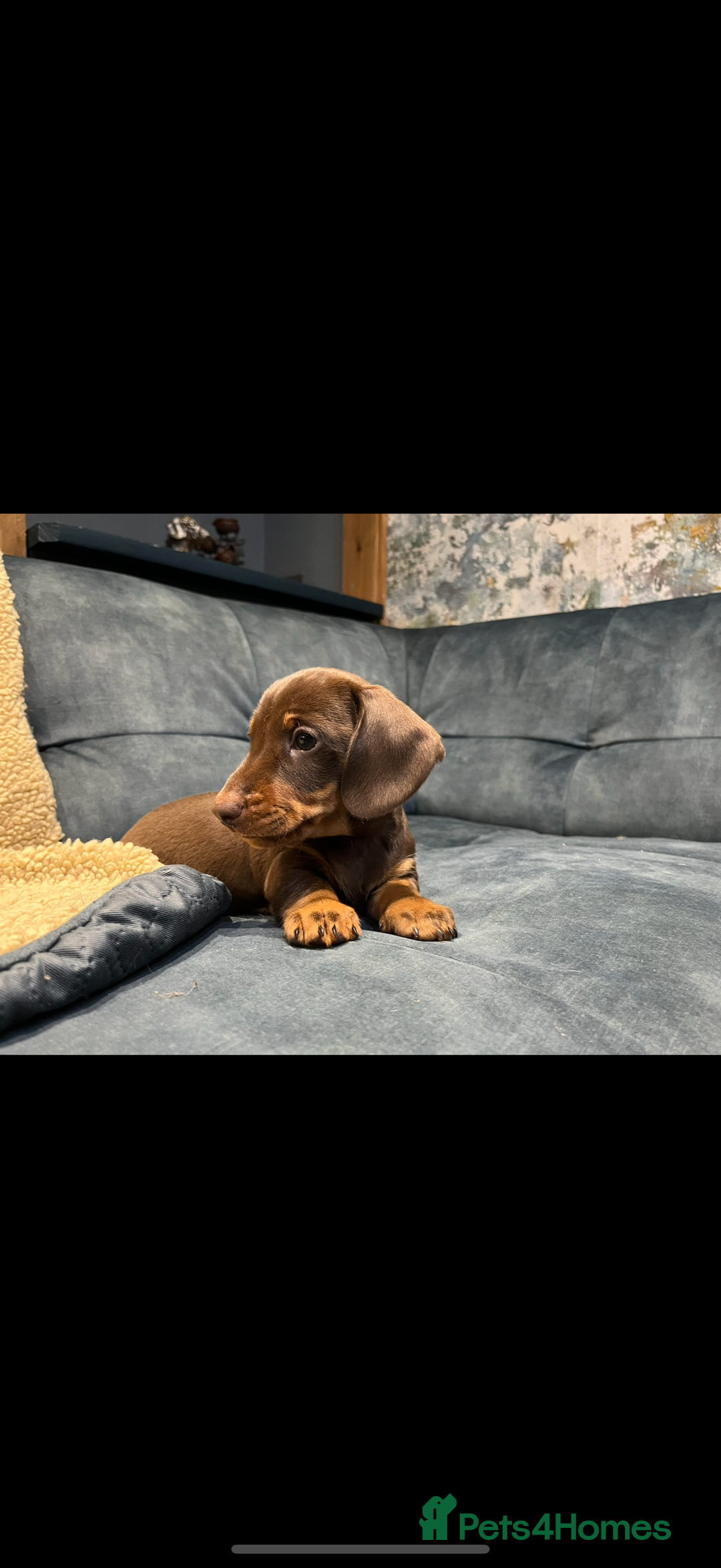 Miniature Dachshund dogs for sale: Available puppies at DELLM DAXIES 🐶 - Image 4