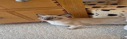 Burmese cats for sale: Pedigree Burmese Kittens - Advert 6