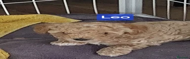 Maltipoo 1