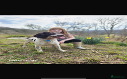 Cocker Spaniel dogs for sale: 4 beautiful cocker spaniels  - Image 10