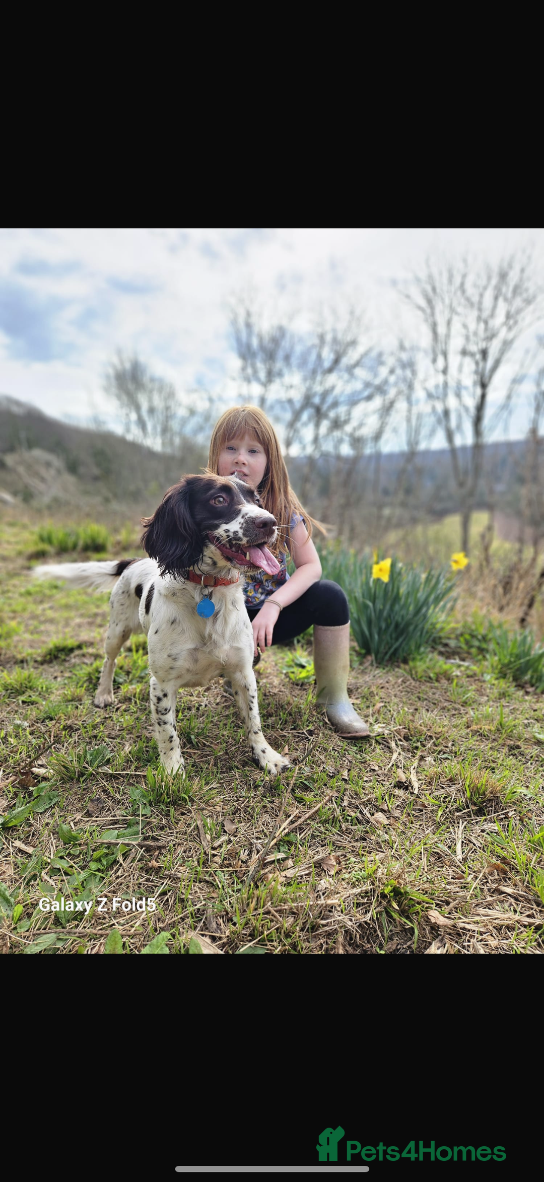 Cocker Spaniel dogs for sale: 4 beautiful cocker spaniels  - Image 10