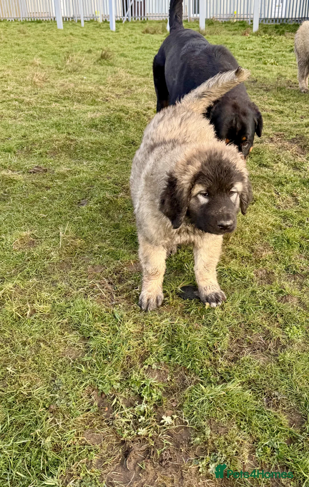 Caucasian Shepherd Dog dogs for sale: Caucasian Shepard Ovcharka ❤️top of the breed ❤️ - Advert 2