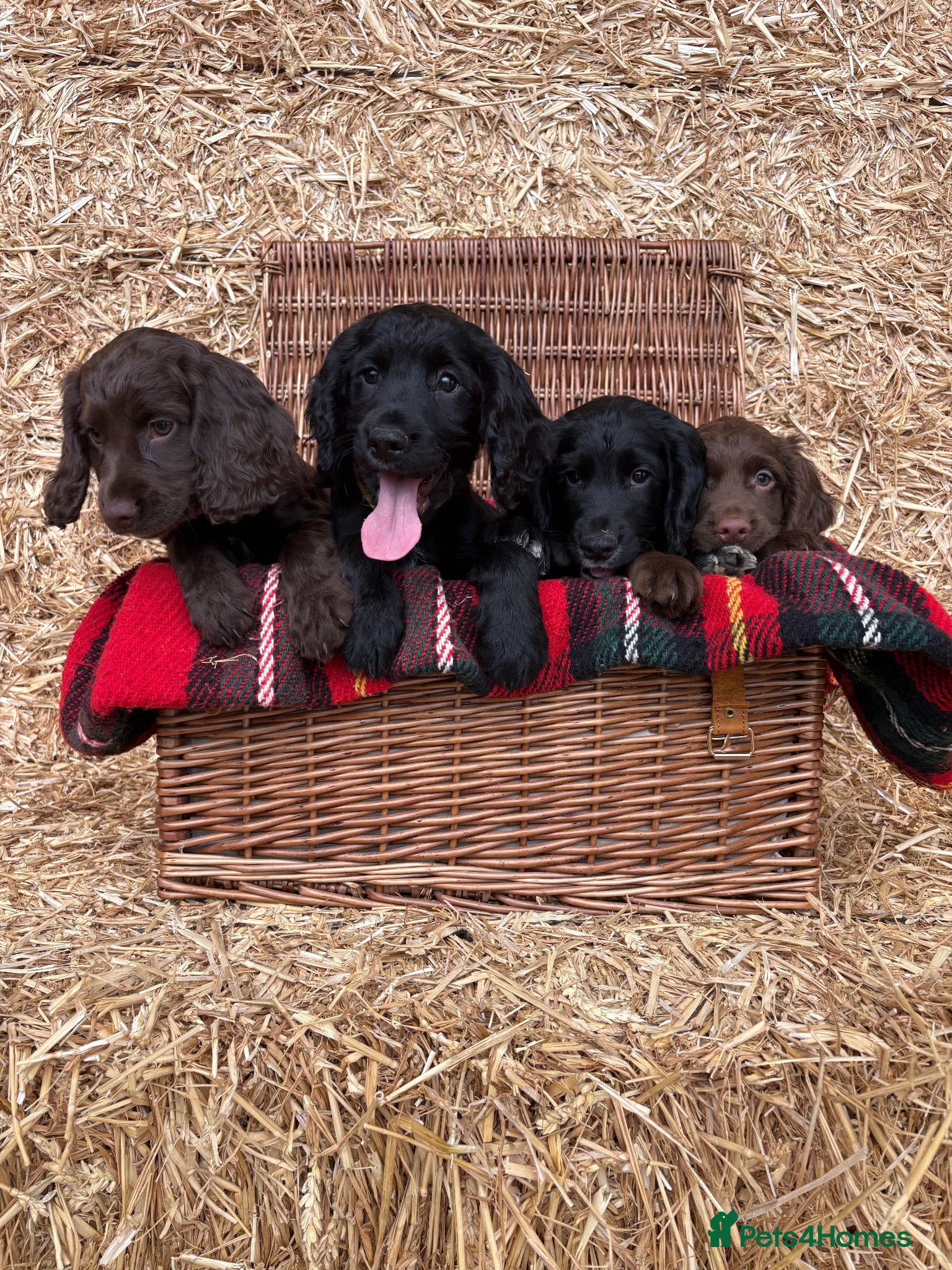 Cocker Spaniel dogs Working Cocker Spaniel Puppies  - Advert 1