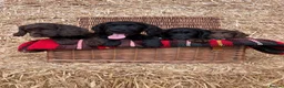 Cocker Spaniel dogs for sale: Working Cocker Spaniel Puppies  - Advert 1