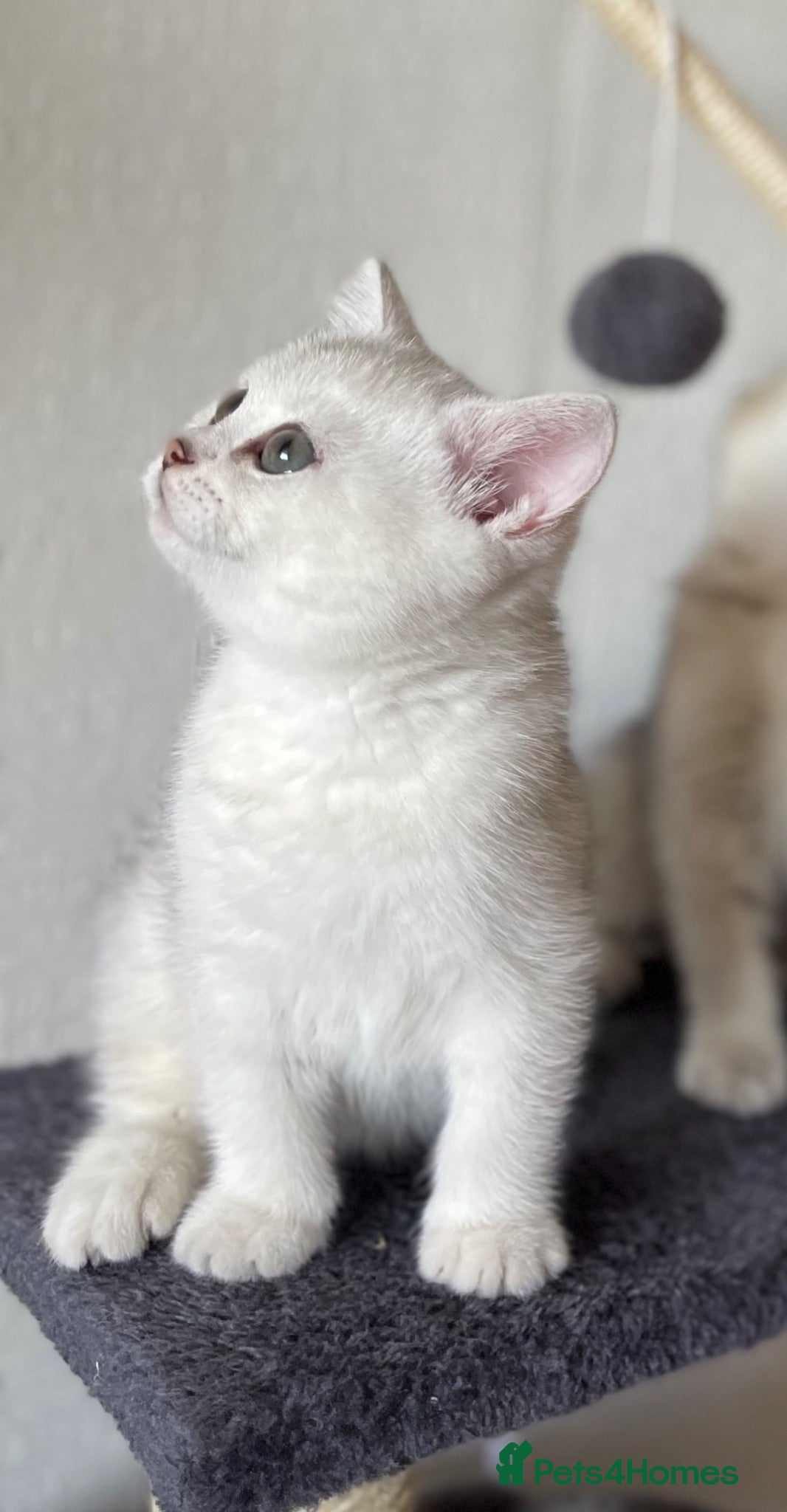 Scottish Fold cats Champion Bloodline Scottish Straight! - Advert 1