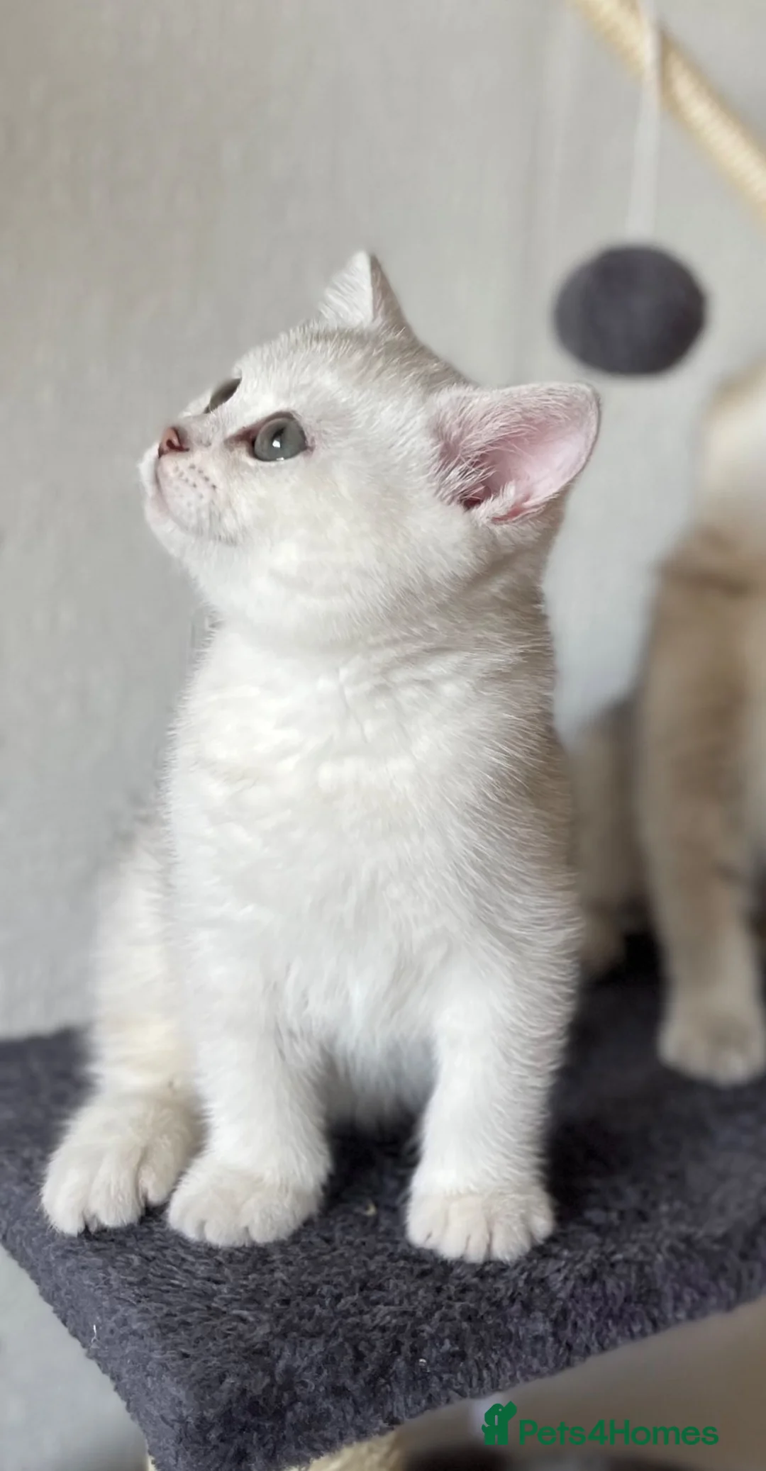 Scottish Fold cats for sale: Champion Bloodline Scottish Straight! - Advert 1