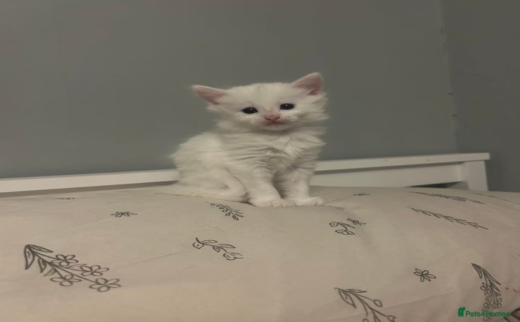 Mixed Breed cats - Advert 3