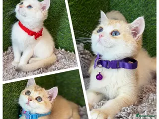 British Shorthair cats Unique British shorthair golden kittens - Advert 3