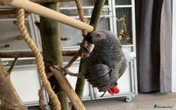Parrots birds for sale: Tame and talkative African grey parrot - Image 4