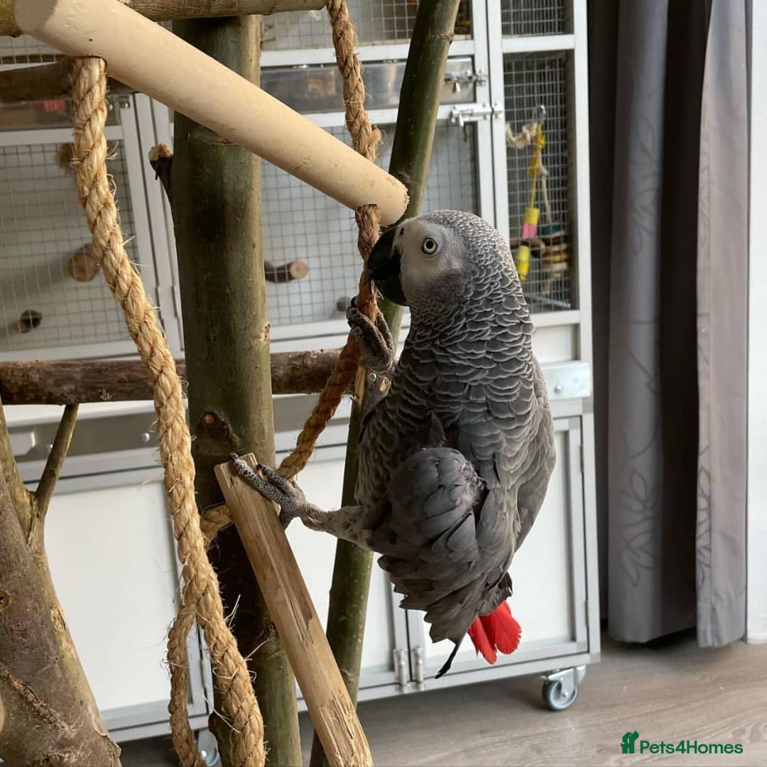Parrots birds for sale: Tame and talkative African grey parrot - Image 4