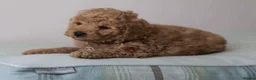 Cavapoo dogs for sale: 5*Licensed+DNAtested+Vetchecked+Red+Apricot+Cream - Advert 3
