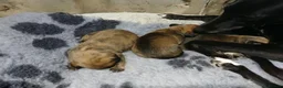 Mixed Breed dogs for sale: Dachshund x Saluki Greyhound  - Advert 3