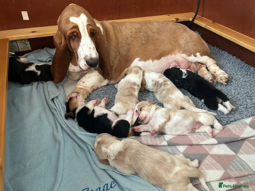 Basset Hound dogs for sale: KC Registered Basset Hound Puppy - Red & White Boy - Advert 4