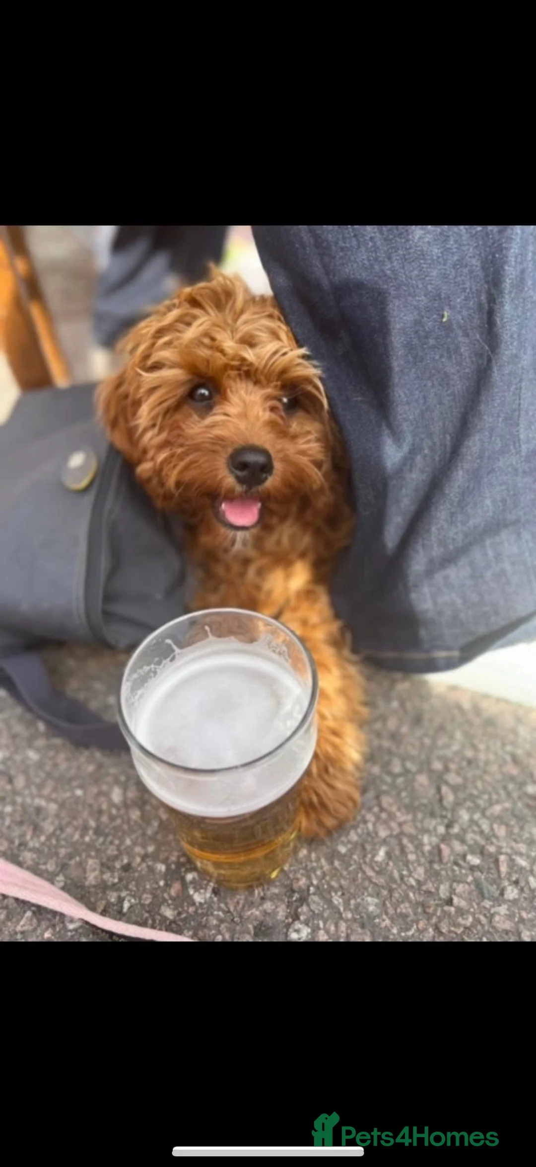 Cavapoo dogs for sale: Beautiful F1 Red Cavapoos- Health Tested - Advert 20