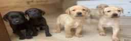 Labrador Retriever dogs for sale: Health Tested Working Labrador Puppies - Advert 6