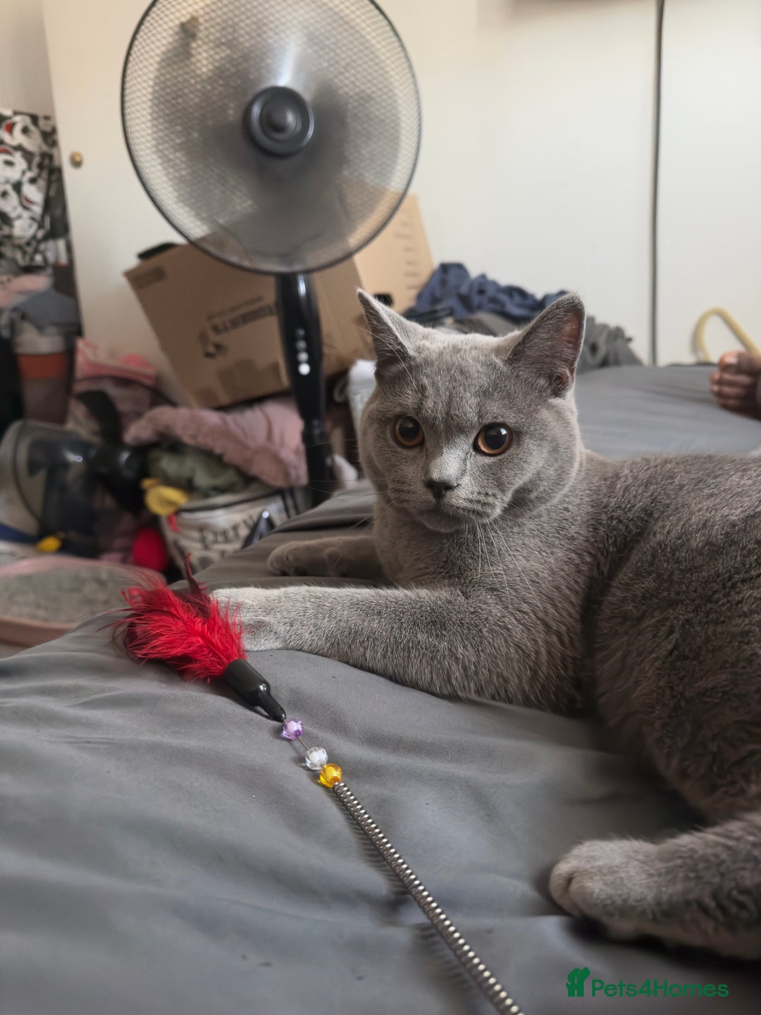 British Shorthair cats for sale: Adorable British Shorthair Kittens Family-Friendly - Advert 6