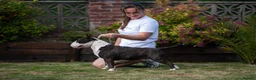 Miniature Bull terrier dogs for stud: Health checked miniature bullterrier  - Advert 4