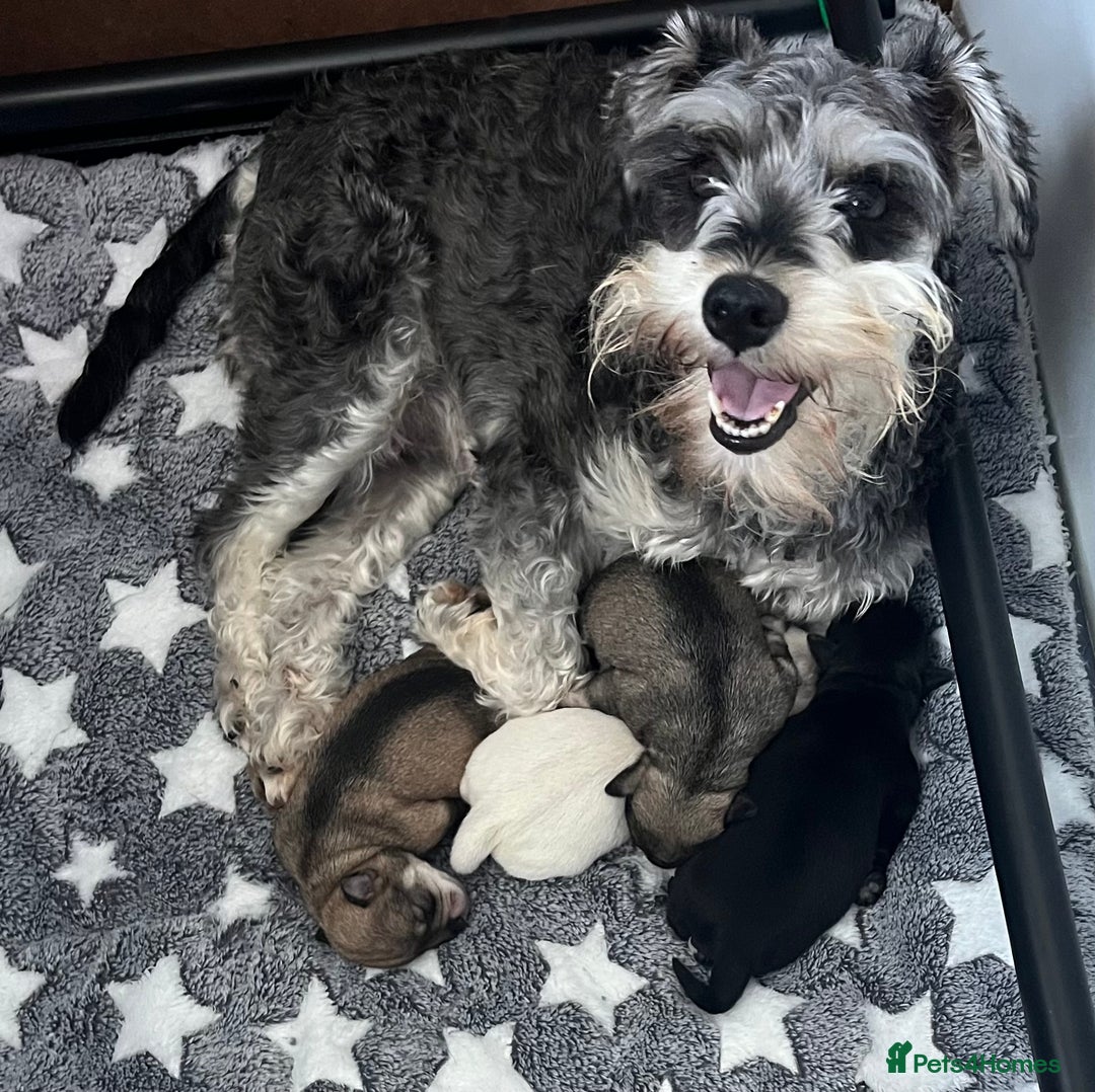 Miniature Schnauzer dogs for sale: KC Beautiful miniature Schnauzers  - Image 2
