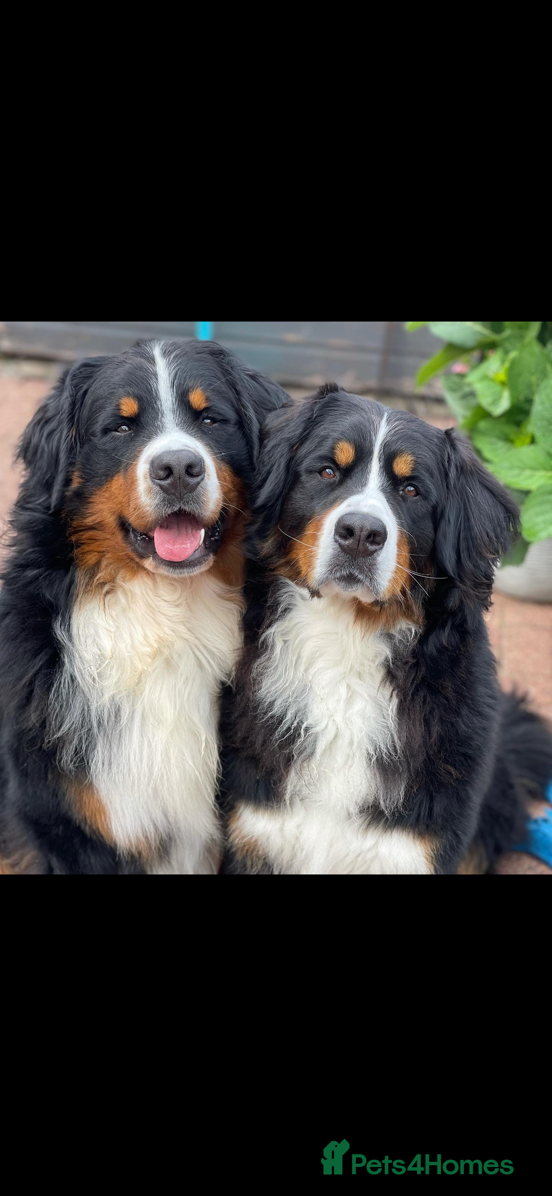 Bernese Mountain Dog dogs for stud: 🔥 CRUZ💥 TOP QUALITY BERNESE MOUNTAIN DOG STUD in Whitehaven - Image 32