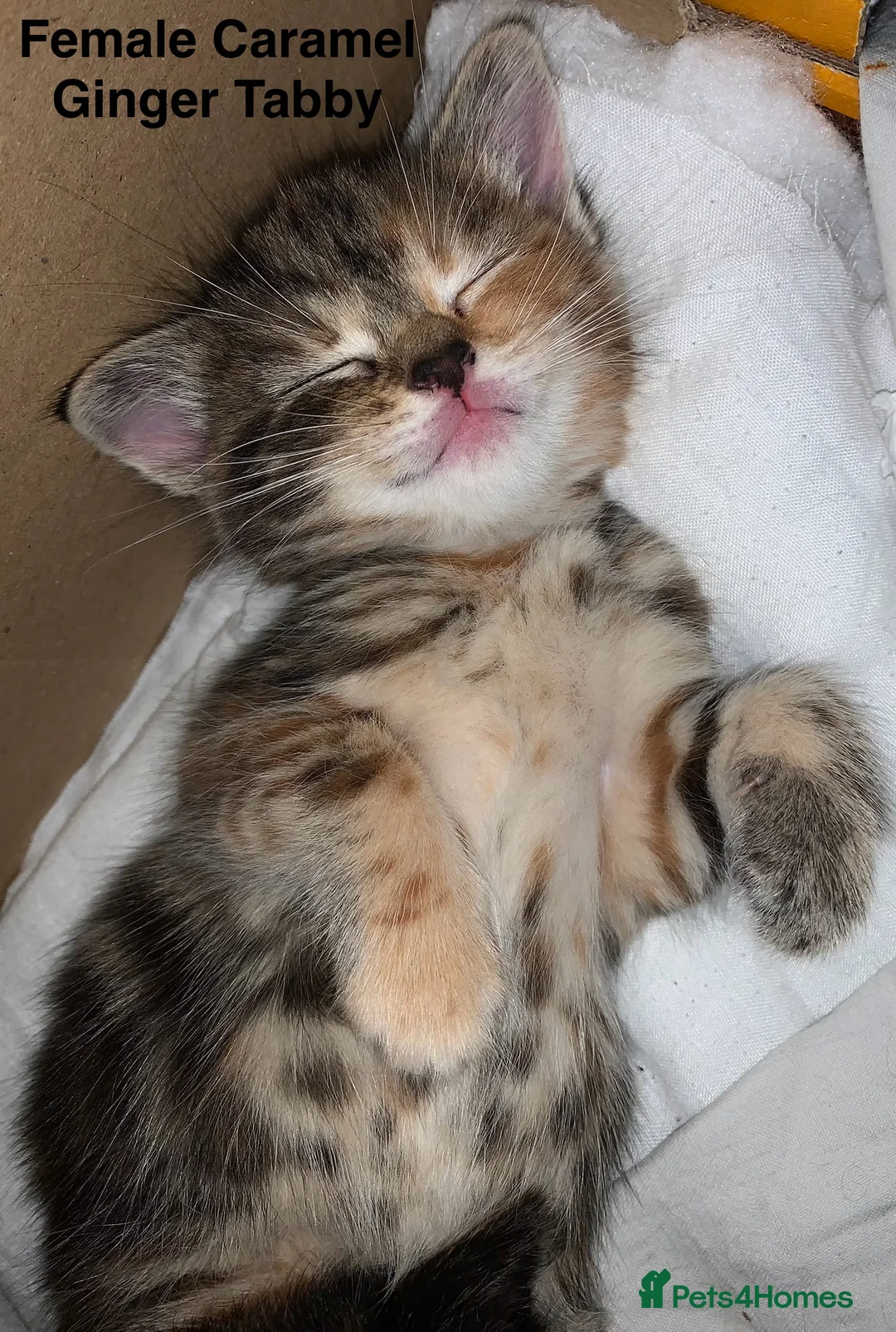 Turkish Angora cats for sale: 5 Turkish Angora kittens - 3 Girls/2 boys - Advert 16