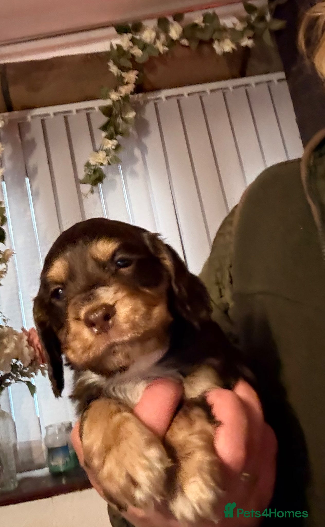 Cocker Spaniel dogs Stunning dna tested cocker spaniels  - Advert 1