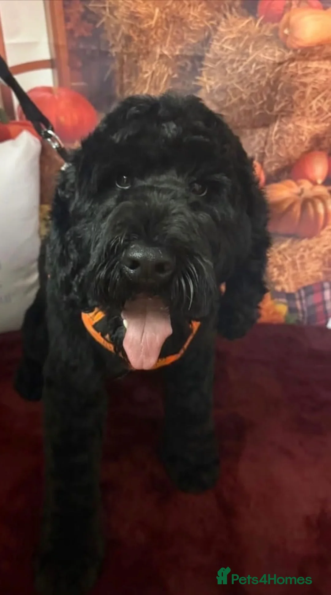 Cockapoo dogs for sale: Jett cockapoo in Tilbury - Advert 4