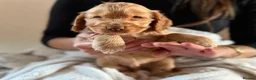 Cocker Spaniel dogs for sale: (2 left) KC show type cocker spaniel puppies - Advert 12